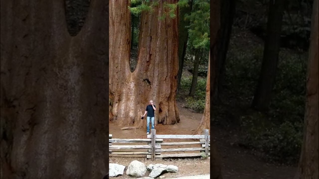 No se sabe dónde está el árbol más ALTO DEL MUNDO 😳