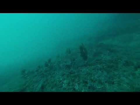 水中ドローン釣りカワハギ動画