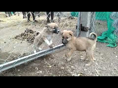 sweet dog short video