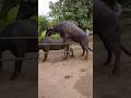 Natural Mating Of Buffalo S Animals Hearttouching Every Types Videos ️