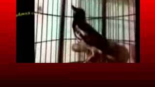 Download lagu Kicau Mania | Suara Burung Anis Merah Azzuro | Teler Doyong GACOR Asli mp3 Download lagu Kicau Mania | Suara Burung Anis Merah Azzuro | Teler Doyong GACOR Asli mp3