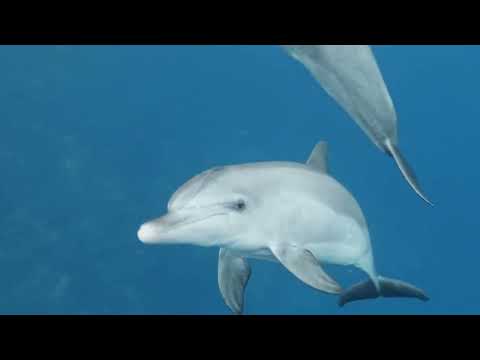 PEFF 2021 - Cine Ambiental en la playa