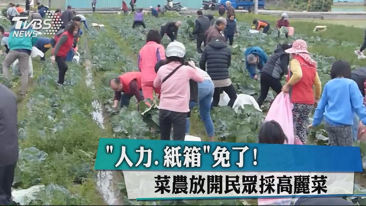 「人力、紙箱」免了! 菜農放開民眾採高麗菜