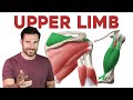 How To Remember Every Muscle In The Upper Limb And Arm Corporis