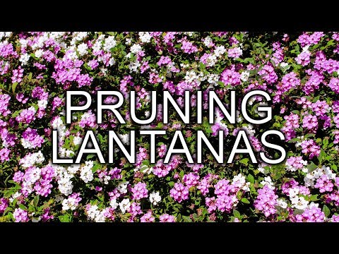 download lagu mp3 mp4 Bandana Red Lantana Plant, download lagu Bandana Red Lantana Plant gratis, unduh video klip Bandana Red Lantana Plant