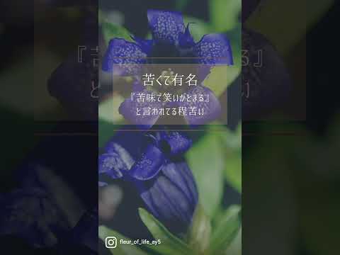 ガンナーフラワー 植物