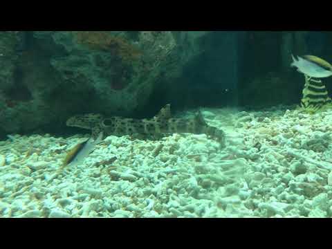 海遊館 公式：泳ぐというよりは歩く？エポーレットシャーク