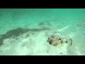 Baby Beach Aruba GoPro