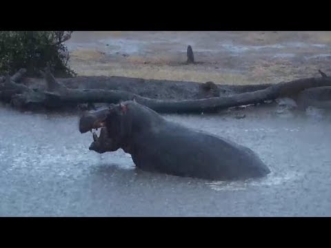 Djuma: Lone Hippo during the storm - 05:38 - 10/10/19