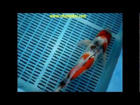 Longfin Showa (12-D-971) - Suda