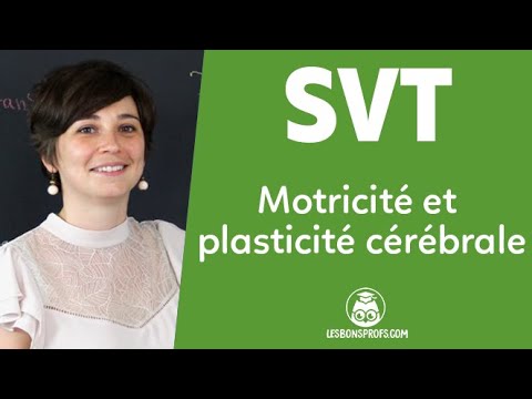 Motricité et plasticité cérébrale