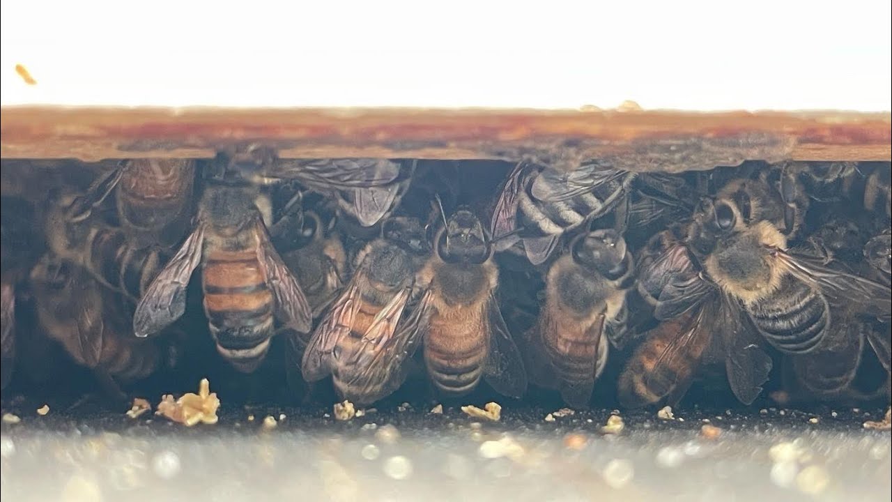 The Bees are Back in Town!