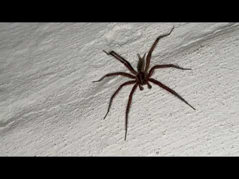Close Up with a Spider in the Basement in Princeton, NJ