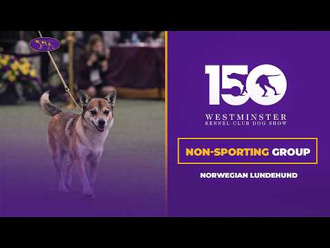 Norwegian Lundehunds | Breed Judging 2026