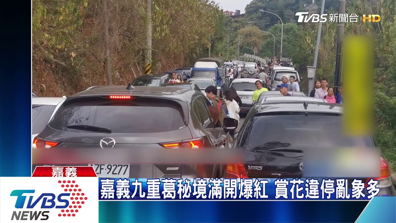 真的太犯規了!九重葛爆發 賞花違停亂象多