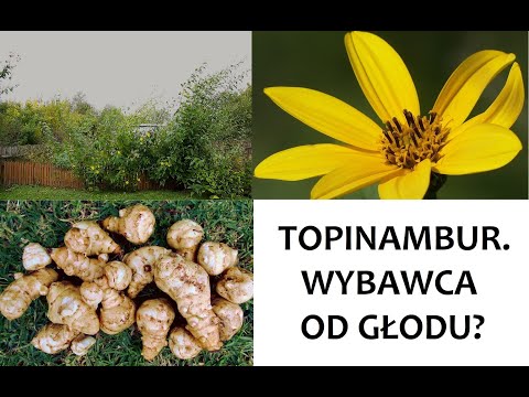 , title : 'Topinambur: Wszystko o roślinie + Sprawozdanie z uprawy w PL (Mazowsze 2019) #ZŻ 64'