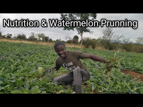 Maximize Your Watermelon Yield with These Tips!