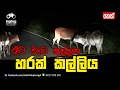balumgala-14-02-2017