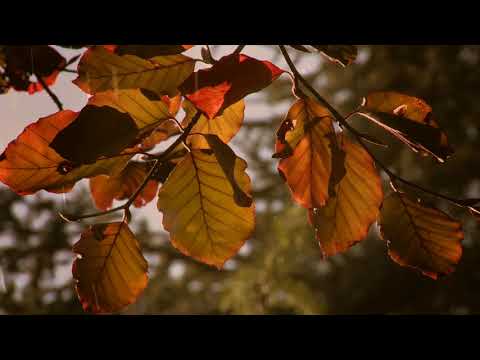 Trees, Clouds & Silence - Autumn Breeze (Official Music Video)