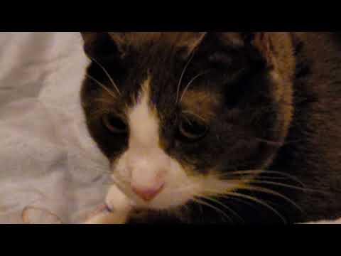 The World's Amazing Cat