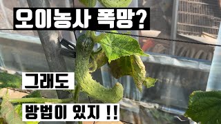 오이농사 폭망? 그래도 방법이 있지!