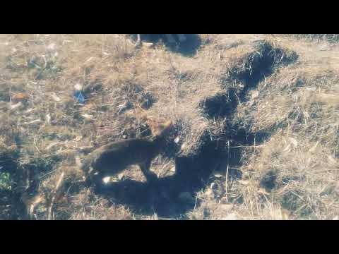 The friendship between dog and cat