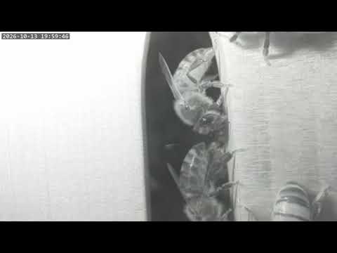 Georgia honey bee hive live cam