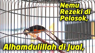 Download lagu Finding Fortune in a Remote Area ‼️ No one knows that this Murai Batu often wins 1st place.. mp3 Download lagu Finding Fortune in a Remote Area ‼️ No one knows that this Murai Batu often wins 1st place.. mp3