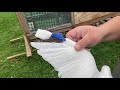 How to re-home old homing pigeons and update on my babies pigeons.