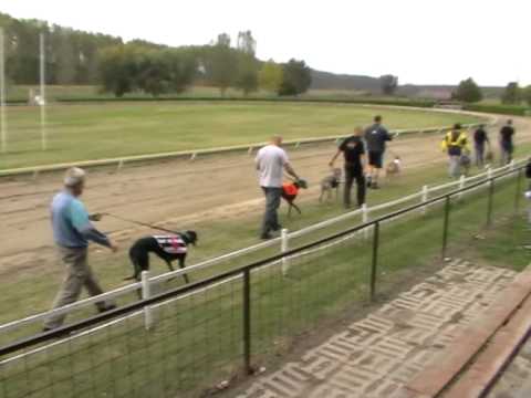 European Derby Sprint 1st semifinal 280m MIX OR greyhound