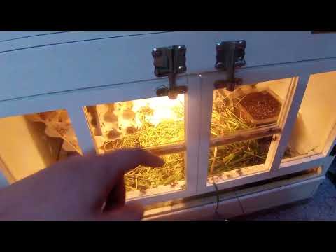 Wüstenheuschrecken - Baby - Aufzucht