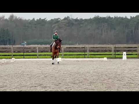 2015 mare 1,70m by Toto Jr