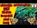 ඉගුරු වගාකරන අලුත්ම ක්‍රමය The Latest Method Of Growin