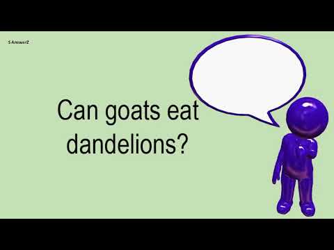 image-Can goat's eat dandelions?