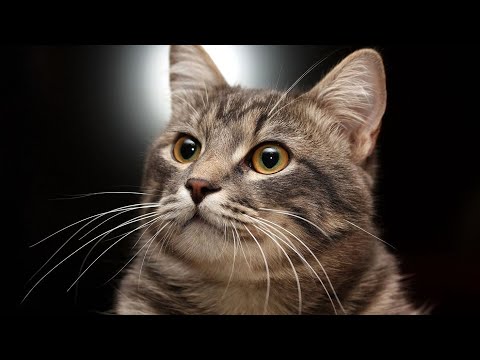 Alice im Wunderland 1999