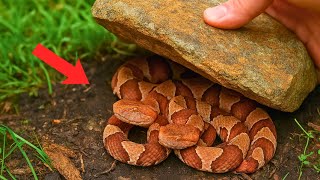 Flipping Rocks for VENOMOUS Animals!