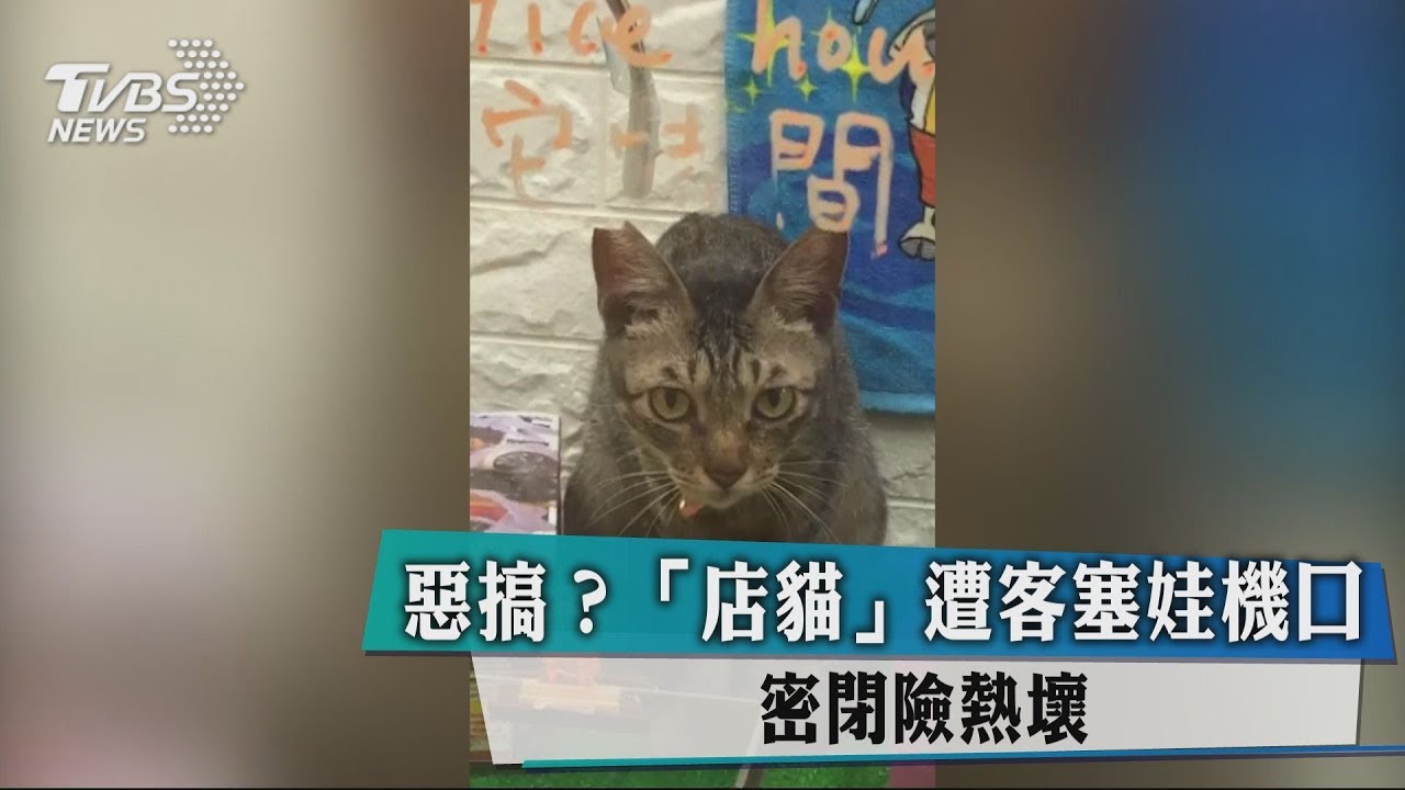 惡搞?「店貓」遭客塞娃機口 密閉險熱壞
