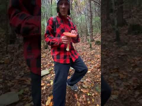 Съел мухомор 🍄