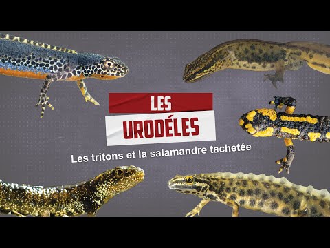 Tritons ou salamandres ? Tout savoir sur les Urodèles