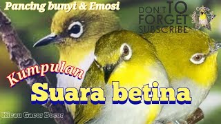 Download lagu Pleci betina Birahi perangsang bunyi dan Ngotot pleci jantan EMOSi mp3 Download lagu Pleci betina Birahi perangsang bunyi dan Ngotot pleci jantan EMOSi mp3