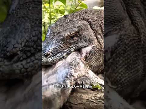 三嫂吃翻車魚，最後居然翻車了#動物世界  #野生動物零距離