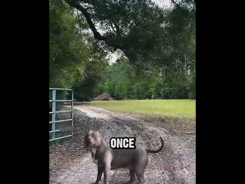 The American Bully Waits for This Every Day #dog #americanbully #animals