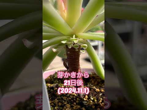赤い葉 多肉植物 セダム ルブロチンクタム
