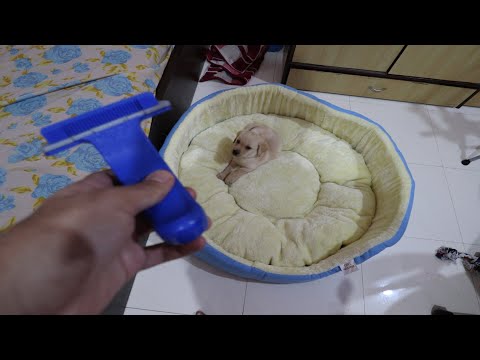 Aaj Toh Bed Aagya Alex Ka 😍