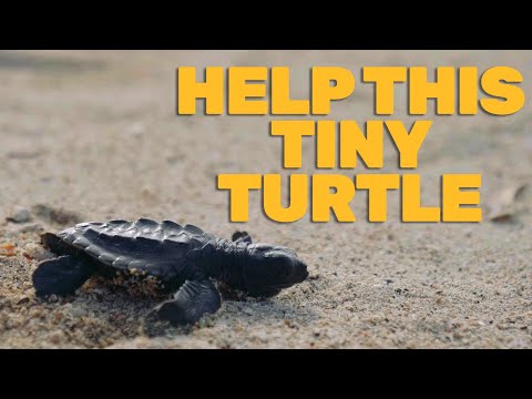 HELP THIS TINY TURTLE - stop the pollution of our oceans!