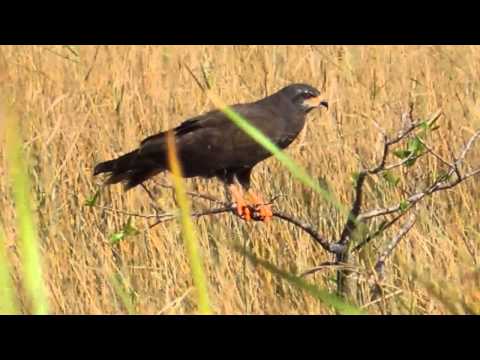 Snail Kite flying searching feeding on apple snails Everglades