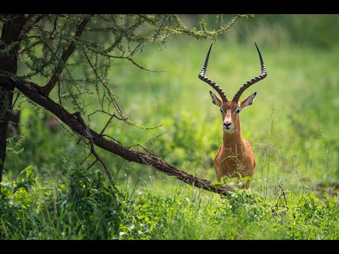 IMPALAS: Harem of impalas grazing in grass