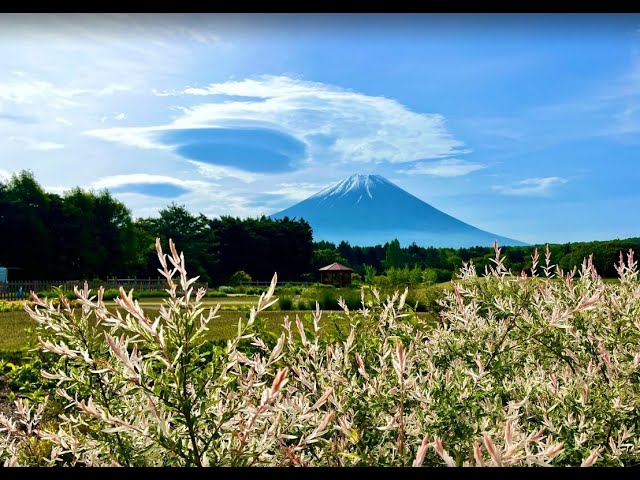 ピーターラビット™イングリッシュガーデン（富士芝桜まつり）ライブカメラ / Live Camera English Garden（Fuji Shibazakura Festival） cctv 監視器 即時交通資訊