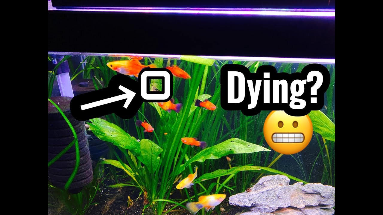 Why are my Amazon sword blades turning yellow? Tipseri