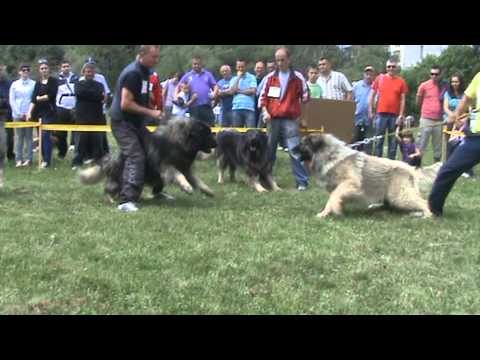 Šarplaninci,Badža Bigor i Bendži.mpg